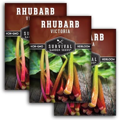 Victoria Rhubarb Seeds for Planting - 3 Packs by SurvivalGardenSeeds