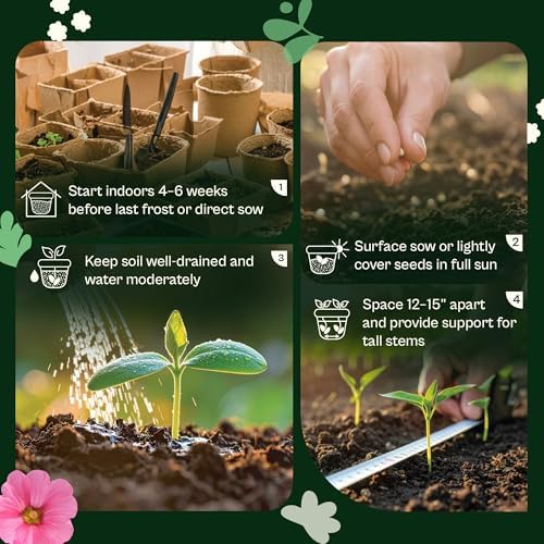 SVI 1500 Emerald Tassels Amaranth Seeds (Amaranthus caudatus) – Green Amaranthus Seed Packets Bulk, Heirloom Flower Garden Seed – Cut Flower Seeds for Outdoor Garden, Containers, Cutting Beds - Image 5