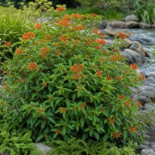Firebush Dwarf I 5 Large 4 Inch Pots I Hamelia Patens Compactal Vibrant Red-Orange Blooms, Low-Maintenance, Heat-Tolerant, Perfect for Small Gardens and Containers - Image 4