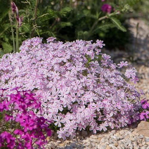 2 Stripe Creeping Phlox Live Plants, Perennial Flower Plant, 4-7 Inch Tall - Image 3