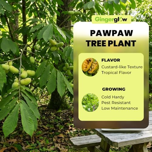 Pawpaw Tree Live in Quart Pot, 6-12" Tall, Cold-Hardy North American Fruit Tree, Native Fruit Tree Starter for Backyard and Garden Rows - Image 6