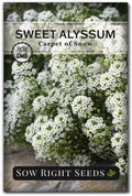 Sow Right Seeds - White Carpet of Snow Sweet Alyssum Seed for Planting by SowRightSeeds