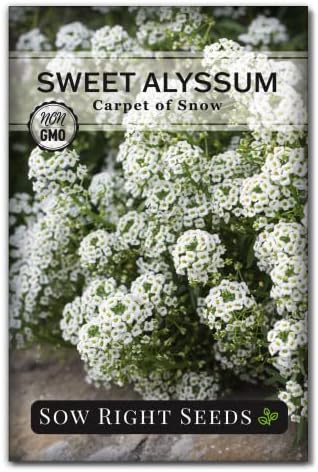 Sow Right Seeds - White Carpet of Snow Sweet Alyssum Seed for Planting by SowRightSeeds