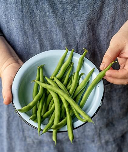Burpee Kentucky Blue Pole Bean Seeds 2 ounces of seed - Image 5