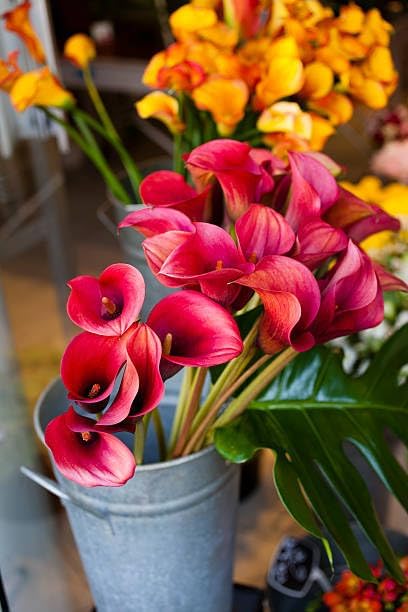 Mix Calla Lily Seeds for Planting - 200+ Non-GMO Heirloom Seeds, Elegant Trumpet Flowers, Long-Lasting Cut Flower for Home Garden, Patio Container, Indoor Bonsai - Image 5