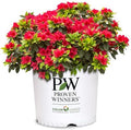 Proven Winners 2 Gal. Perfecto Mundo Red Azalea Shrub by ProvenWinners