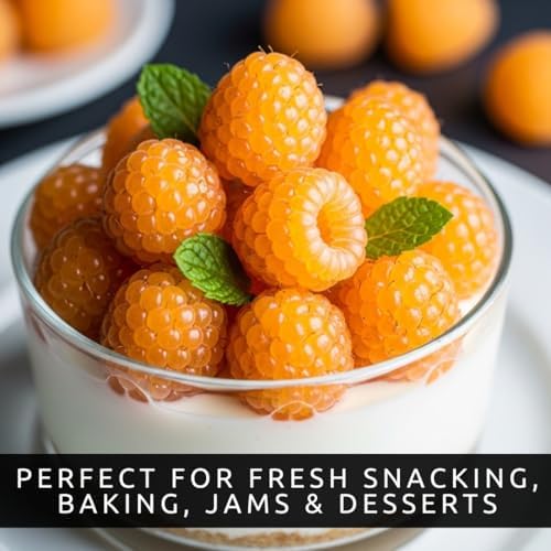 3 Golden Raspberry Plants – Live Fruit Bush (Rubus idaeus) – Sweet Yellow Heirloom Raspberries – High Yield Berry Plant for Outdoor Gardens - Easy to Grow Delicious Fruit - Image 2