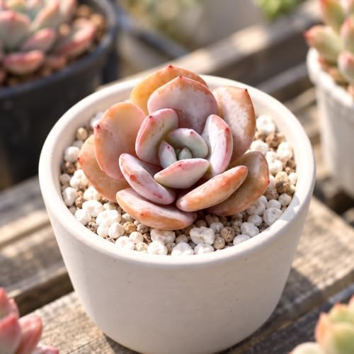 Echeveria 'Milk Tea' Bare Root Succulent Live Plant 1.5-2 Inch 3 Plant Set - Image 5