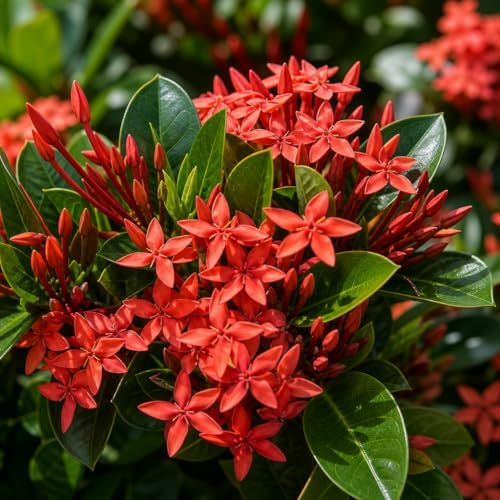 Ixora Dwarf Red | 50 Live Plants | Ixora Coccinea | Flowering Shrub for Garden | Tropical Ornamental Plants - Image 3