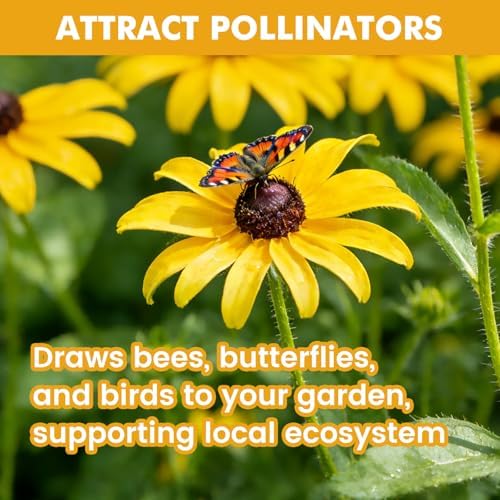 120000+ Black Eyed Susan Seeds for Planting, Heirloom Rudbeckia Hirta Wildflower Seeds for Outdoor Gardens, Pollinator Beds, Borders & Containers, Attracts Bees and Butterflies - Image 4