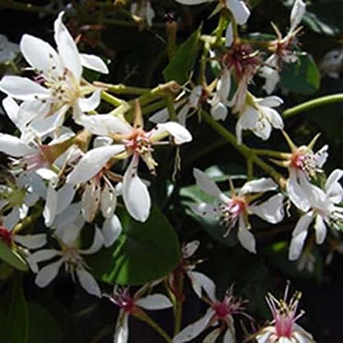 Snow White Indian Hawthorn, Live Evergreen Flowering Shrub, 3 Gallon - Image 2