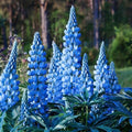 Texas Bluebonnet Seeds for Planting, 1007+pcs Perennial Lupinus Texensis Plants, Non-GMO Heirloom Cold Hardy Drought-Tolerant Wildflower Seeds Attracts Pollinators for Home Garden Outsides by MIXRUGBACWATER