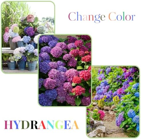 Rebloomer Pink Purple Hydrangea Bush Live Plant, Shrub Plant, 2.5 Inch Pot - Image 6