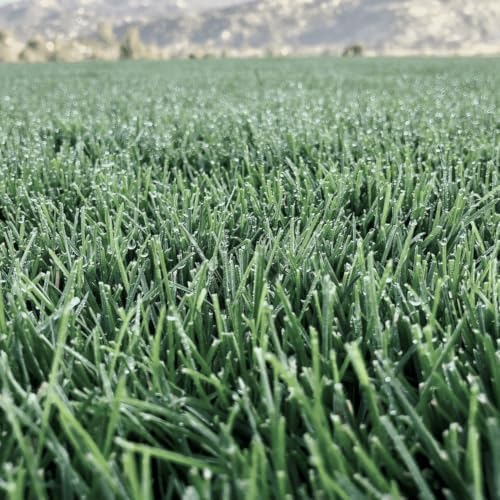 Lawn Synergy North Star Kentucky Bluegrass and Tall Fescue Seed, 10 lbs - Image 5