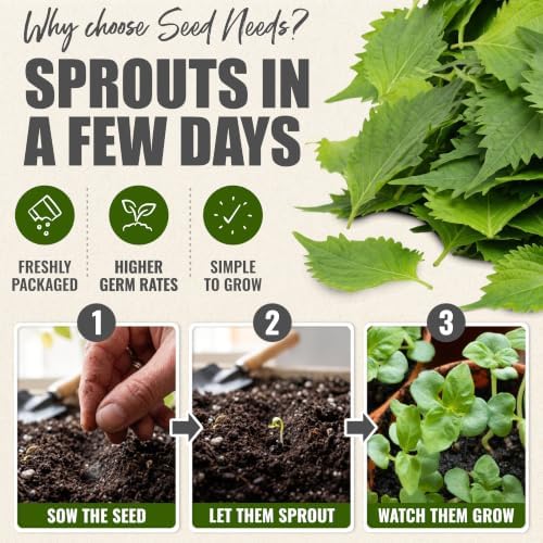 Seed Needs Green Shiso Seeds to Plant an Herb Garden - 5 Packs - Image 5