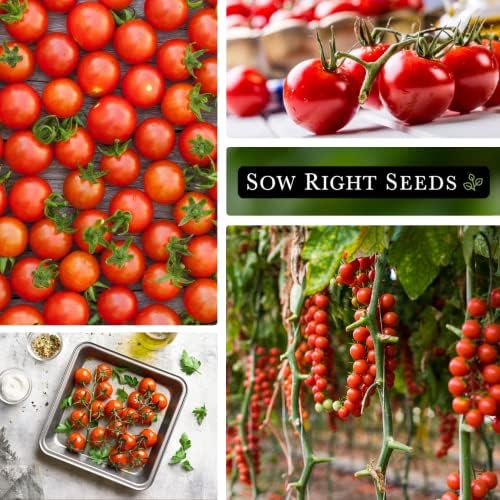 Sow Right Seeds - Large Red Cherry Tomato Seed for Planting Vegetable 3pk - Image 5