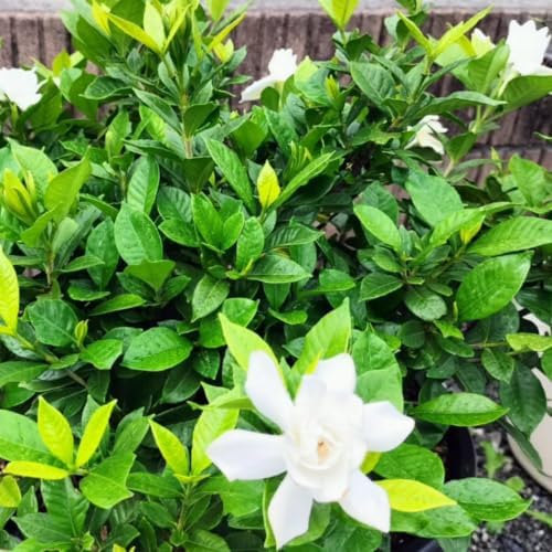 2 Mix Jasmine Live Plants, Fragrant Flowering Shrubs, 4-6" Tall - Image 4