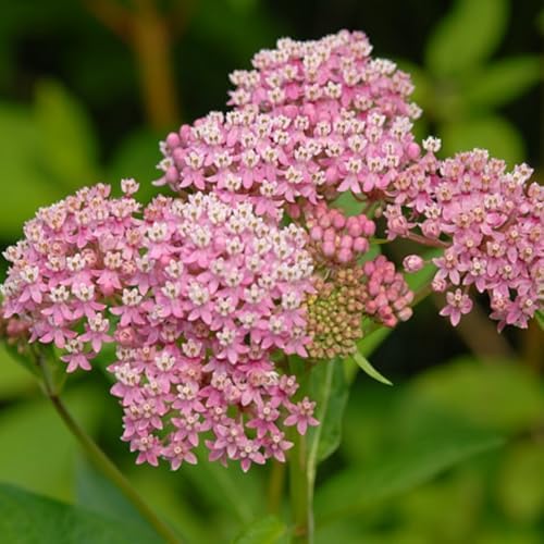 2 Pink Milkweed Live Plants, Flowering Plant, 4-7 Inch Tall - Image 3