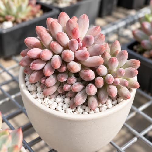 Pachyphytum 'Baby Finger' 3 Inch Clustered Bare Root Succulent Plant - Image 3