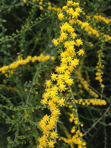 Seaside Goldenrod 32 Live Plants (Solidago sempervirens) – Native Coastal Wildflower for Pollinator Gardens & Wildlife Habitat, Late Season Blooms, Drought Tolerant, Full Sun Perennial Plant by MyHomePark