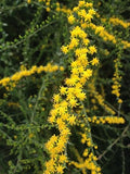Seaside Goldenrod 6 Live Plants (Solidago sempervirens) – Native Coastal Wildflower for Pollinator Gardens & Wildlife Habitat, Late Season Blooms, Drought Tolerant, Full Sun Perennial Plant by MyHomePark