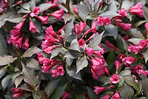 Proven Winners - Weigela Florida Spilled Wine (Weigela) Shrub, Pink Flowers, #2 - Size Container - Image 3