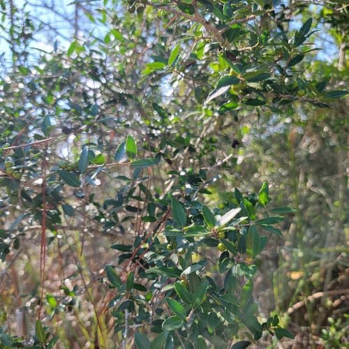 Upright Yaupon Holly (Ilex vomitoria), 2 Pack Live Plants - Upright Evergreen Shrub, Red Winter Berries, Drought Tolerant, Hardy Zones 7-10, Garden & Container Friendly - Image 4