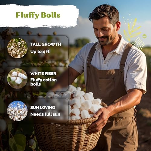 25 White Cotton Seeds for Planting, Gossypium Hirsutum - Image 4