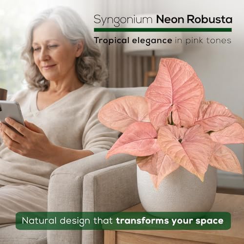 Syngonium Neon Robusta Plant (4 Pack) Live Starter Plants, Pink Arrowhead Vine Houseplants, Easy Care Indoor Tropical Plants Live, Colorful Foliage Plants - Image 6