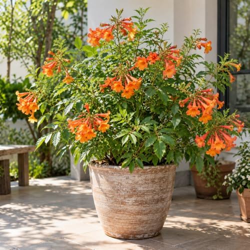 Set of 5 Tecoma Stans Orange Live Plants, 4-8 in, No Pot - Image 2