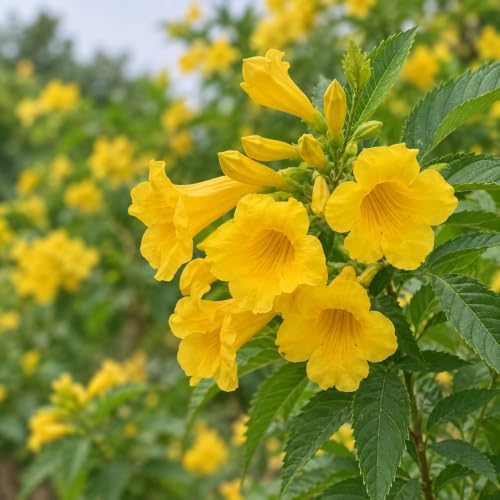 Set of 3 Tecoma Stans Yellow Bells Live Plants, 4-8 in, No Pot - Image 6