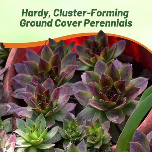 Outsidepride Hybridum Sempervivum Seeds - 500 Pcs Perennial Flower Mix Seeds with Long Blooming Season & Attractive to Pollinators, Easy to Propagate for Borders, Containers, or Cottage Gardens - Image 5
