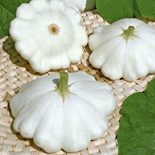 Seeds Vegetable White Patty Pan Squash Scallop Zucchini - 30 Seeds by NIKA+SEEDS