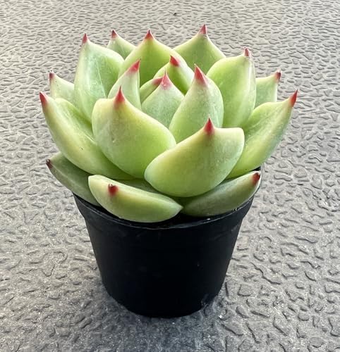 Sprout N Green Echeveria Agavoides 'Blue Dragon', Live Mini Succulent Plant - Image 3