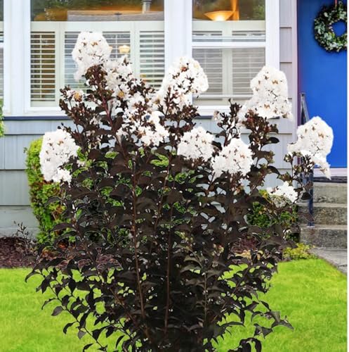 Black Diamond Crape Myrtle Tree (Crystalline White, 7 gal.) - Image 2