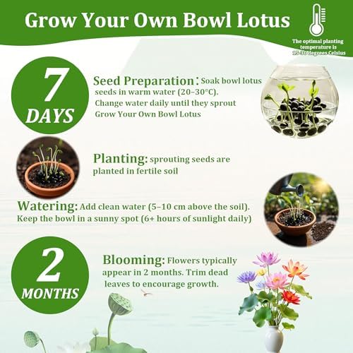 160Pcs Mixed Lotus Seeds for Planting in Water, Colorful Bowl Flower Seeds for Ponds, Bonsai, Indoor Water Gardens, Easy Grow Water Lily - Image 3