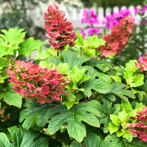 Ruby Hydrangea Live Plant, Flower Bush, 7-12 Inch Tall, 4 Inch Pot - Image 2