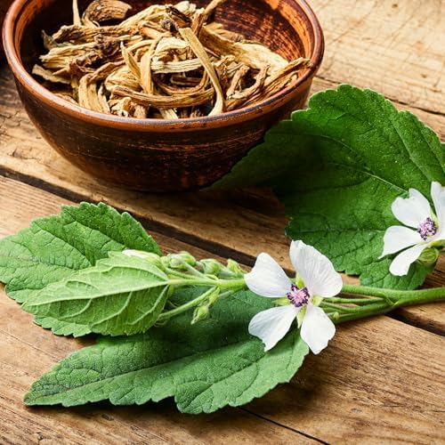 Banyan Botanicals Organic Marshmallow Seeds – Althaea officinalis – Grow Marshmallow Root for Your Home Apothecary or for Marshmallow Root Tea – 50 Count – Open Pollinated Non-GMO Easy-to-Grow - Image 3