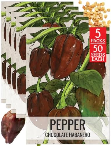 Seed Needs Chocolate Habanero Pepper Seeds to Plant Vegetables - 5 Packs by SeedNeeds