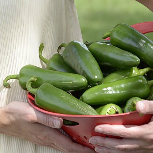 Park Seed Park's Whopper Jalapeño Pepper Seeds – Pack of 15 Seeds - Image 3