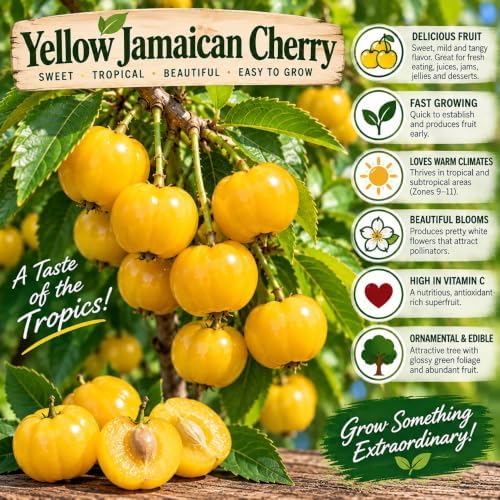 Yellow Jamaican Cherry Tree Strawberry Tree Starter Live Plant - Image 3