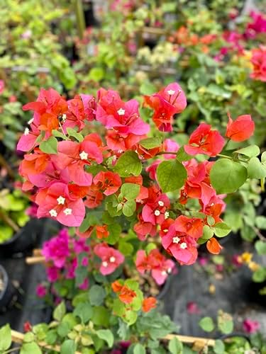 Orange 16" Bougainvillea - Image 2