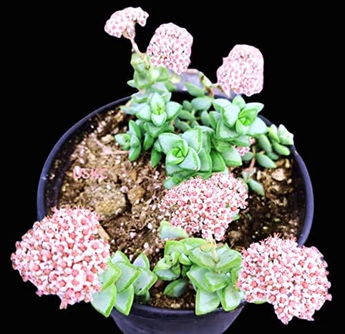 Live Succulent Cactus Plants from USKC (2" Pot) (Crassula Rupestris) - Image 3