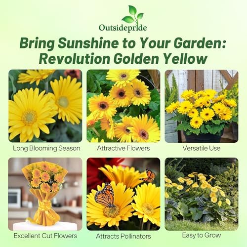 Outsidepride Golden Yellow Gerbera Seeds - 20 Pcs Perennial, Compact & Low Maintenance, Flower Seeds for Planting w/Dazzling Yellow Blooms, Ideal for Garden Landscaping & Cut Flower Arrangements - Image 2