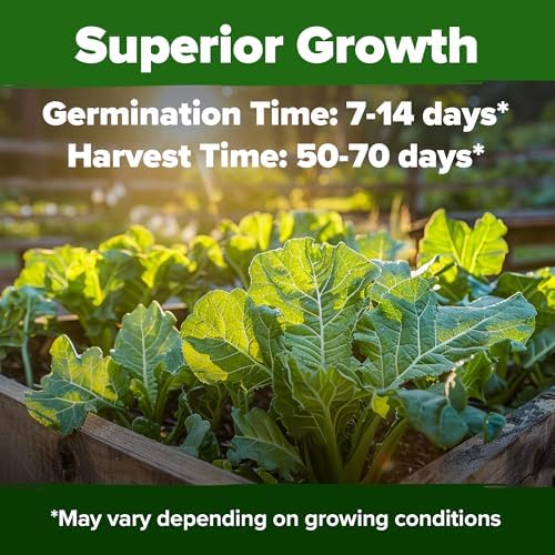 HOME GROWN Georgia Southern Collard Seeds, 600+ Seeds, Brassica oleracea - Image 2