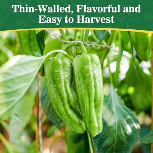 300+ Japanese Shishito Pepper Seeds for Planting, High Germination - Image 3