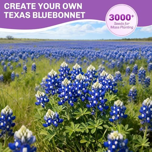 Texas Bluebonnet Seeds 3000+ to Plant - Lupinus texensis with Full Growing Guide - Iconic Annual Blue Wildflower - Drought Tolerant for Meadows & Gardens - Fall Planting for Spring Blooms - Image 3