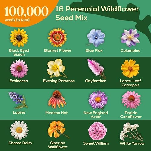 Seedphony 16 Perennial Wildflower Mix 4 oz - 100,000 Non-GMO Heirloom Wildflower Seeds for Planting Garden, Wild Flowers in Waterproof Seed Packet, Floral Seeds for Planting Indoor & Outdoor Gardening - Image 3