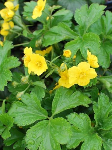 Geum fragaroides (Waldsteinia fragaroides) (Appalachian Barren Strawberry)- Live Plant, Size- Quart, Yellow Spring Flowers, Native, Ground Cover - Image 2