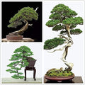 Bonsai Tree Japanese Black Pine Seeds - 30+ Seeds to Grow - Prized Evergreen Bonsai Specimen by CZGrain
